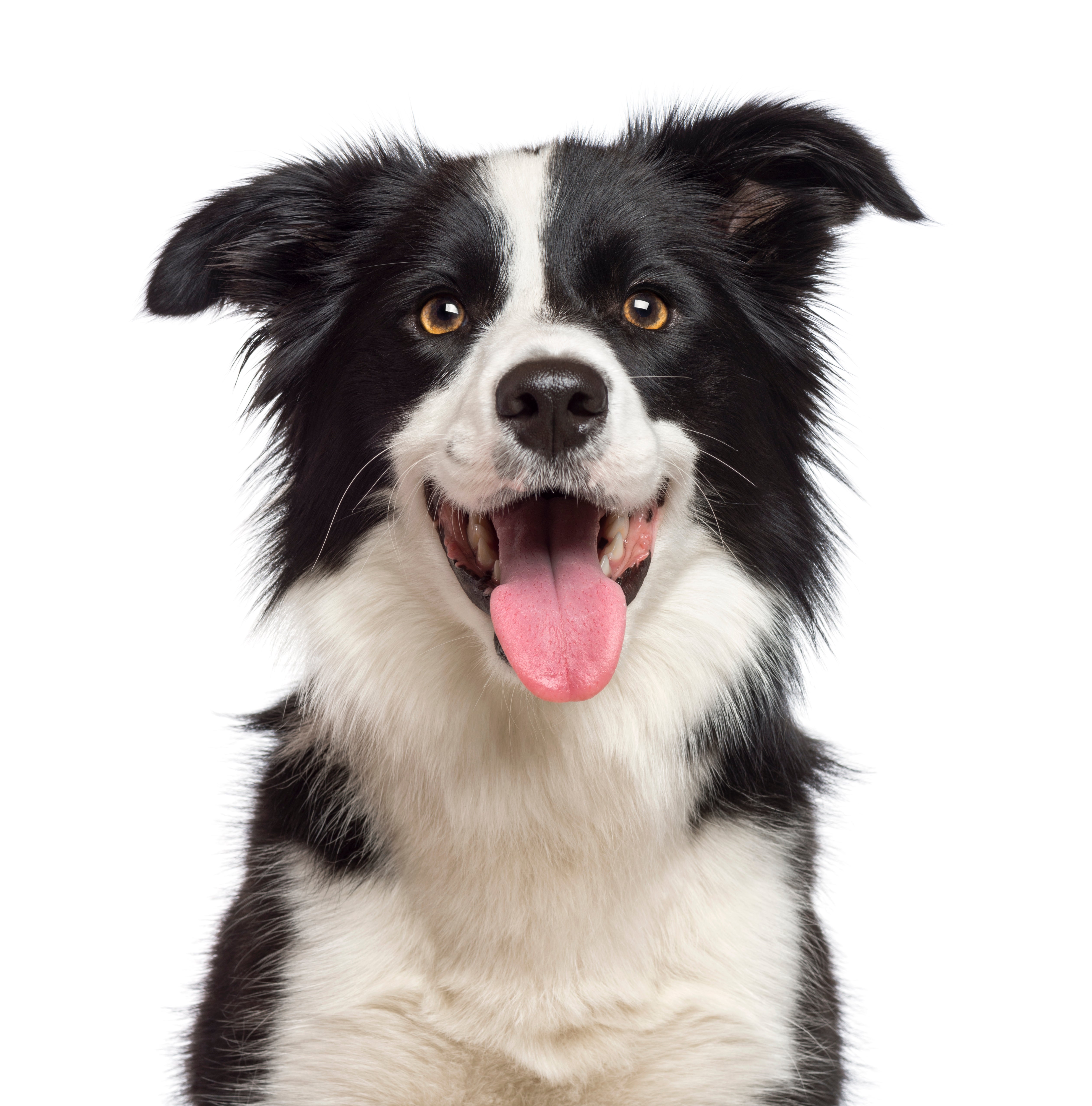 Border Collies for Adoption in Wellman, Iowa | Petfinder